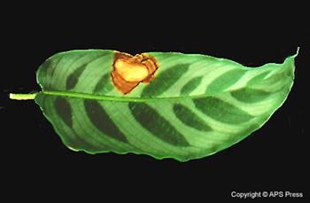 بیماری لکه برگی نخل